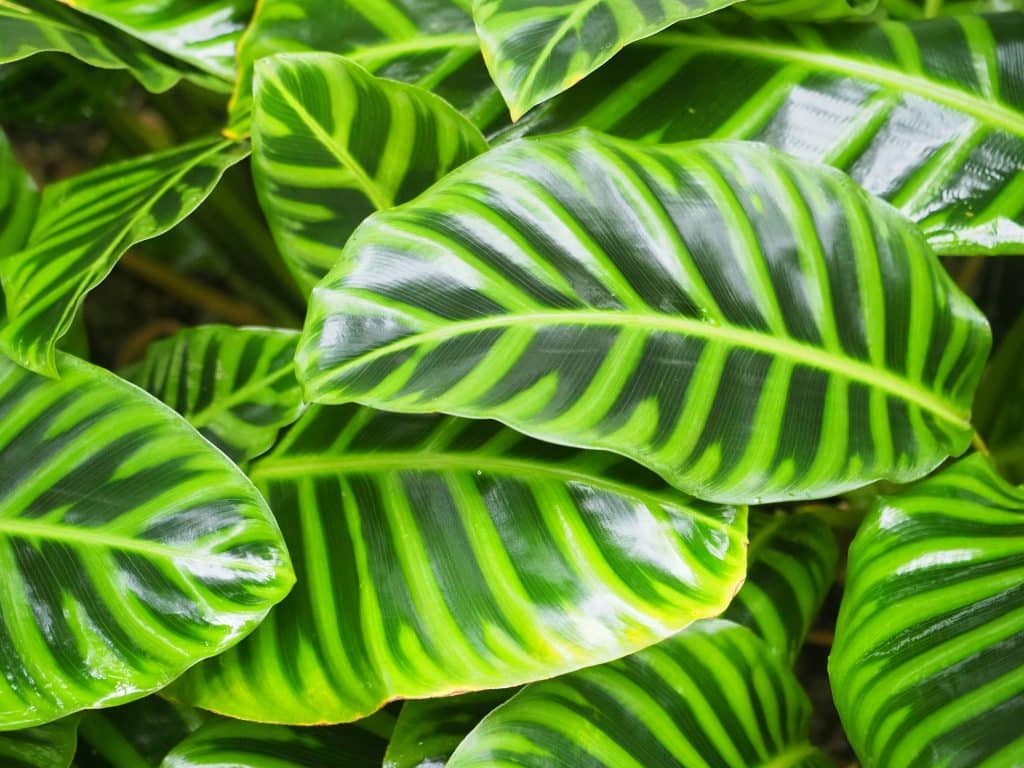 Calathea Plant