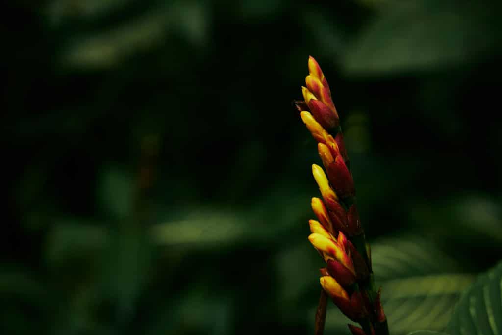 Fire Stick Plant