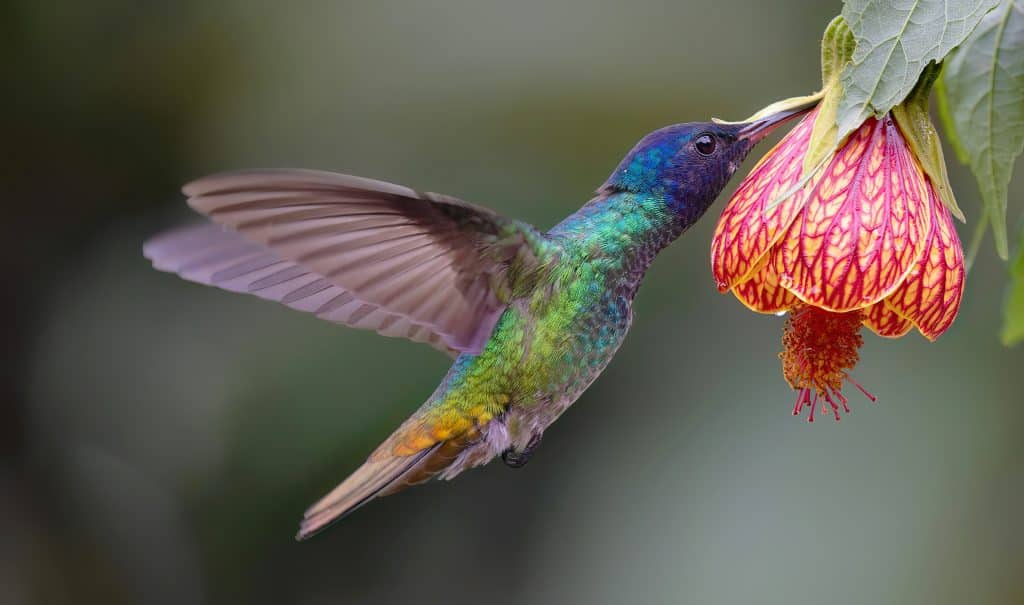 Hummingbird Plant