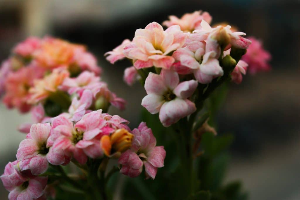 Kalanchoe plant