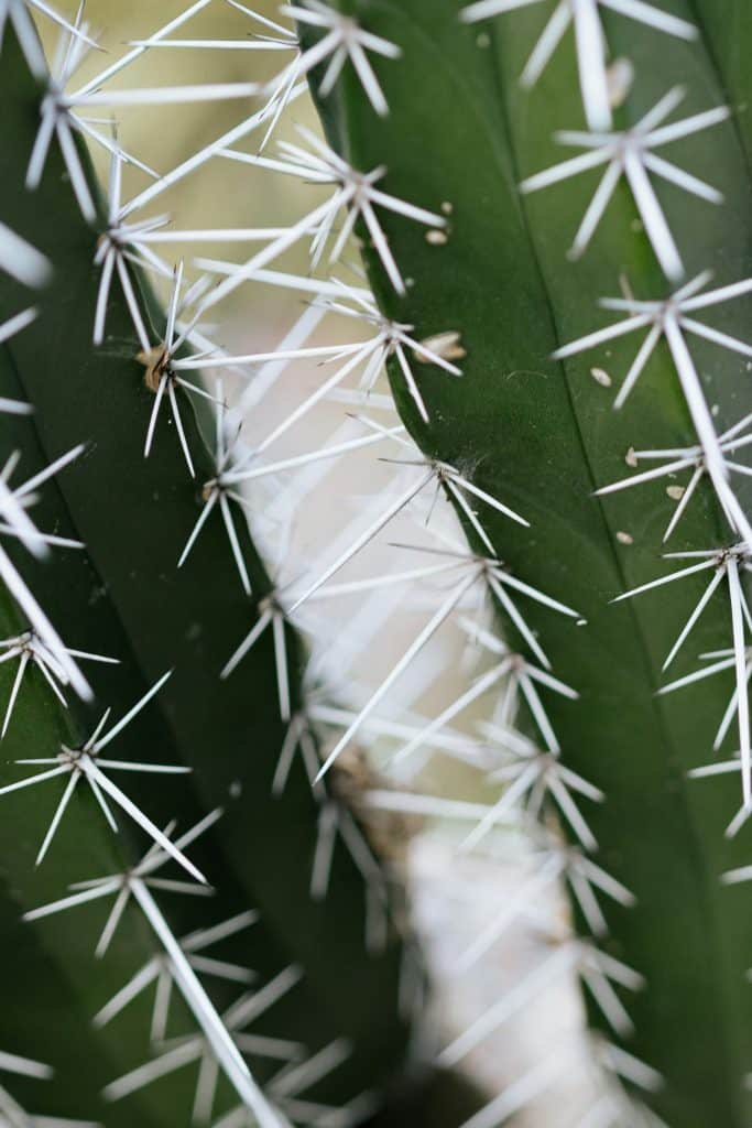 Prickly Plant Parts