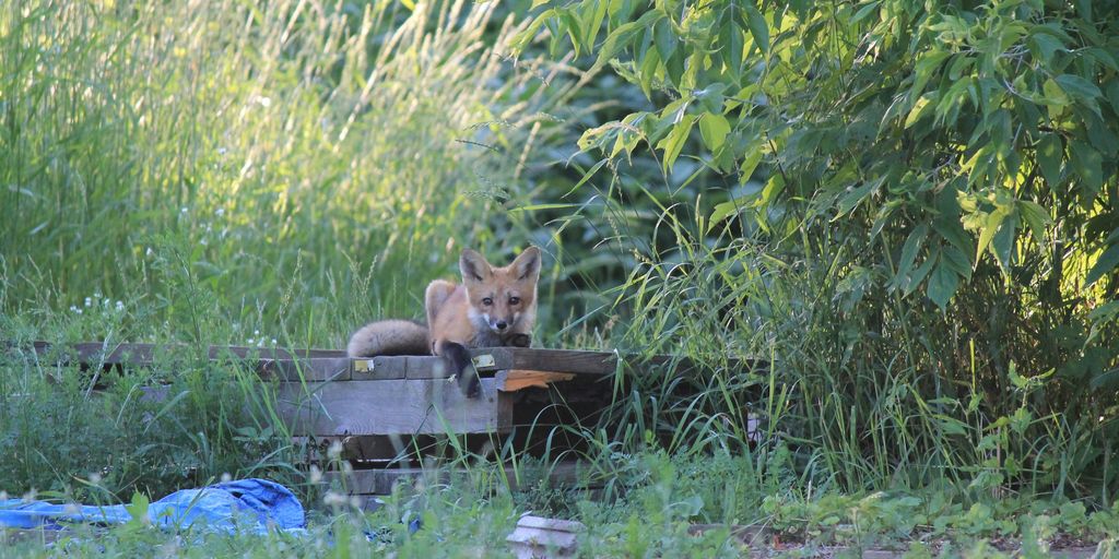 wildlife habitat backyard beginner guide