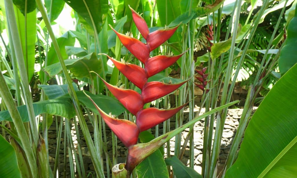 banana plant