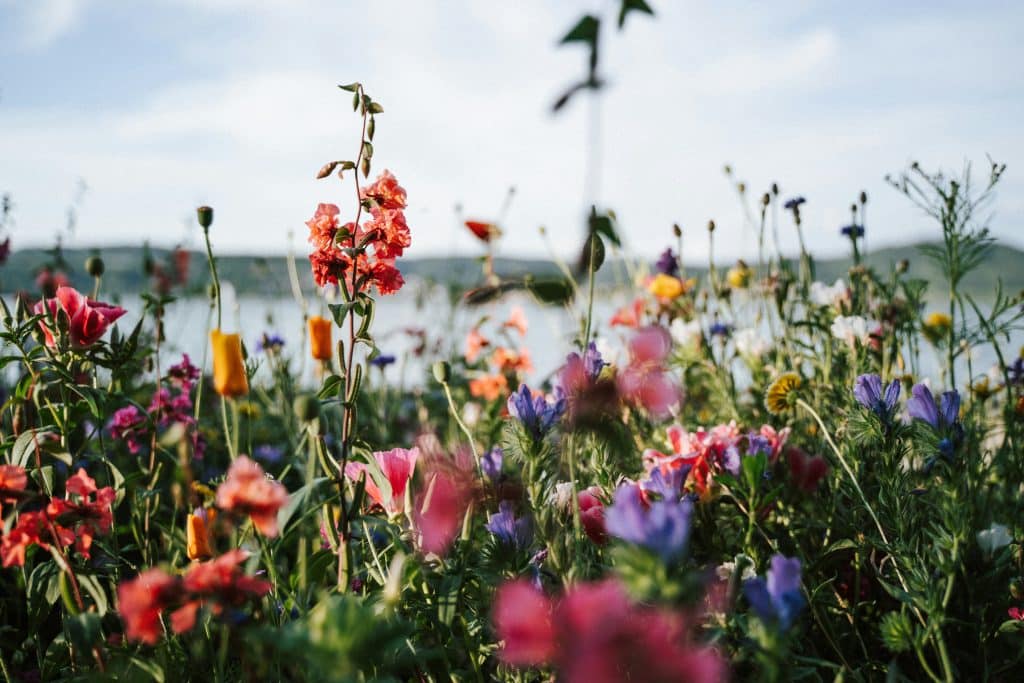 What is Considered Early Summer for Gardening? Discover key tips on planting, watering, and pest control for a thriving garden all season long.