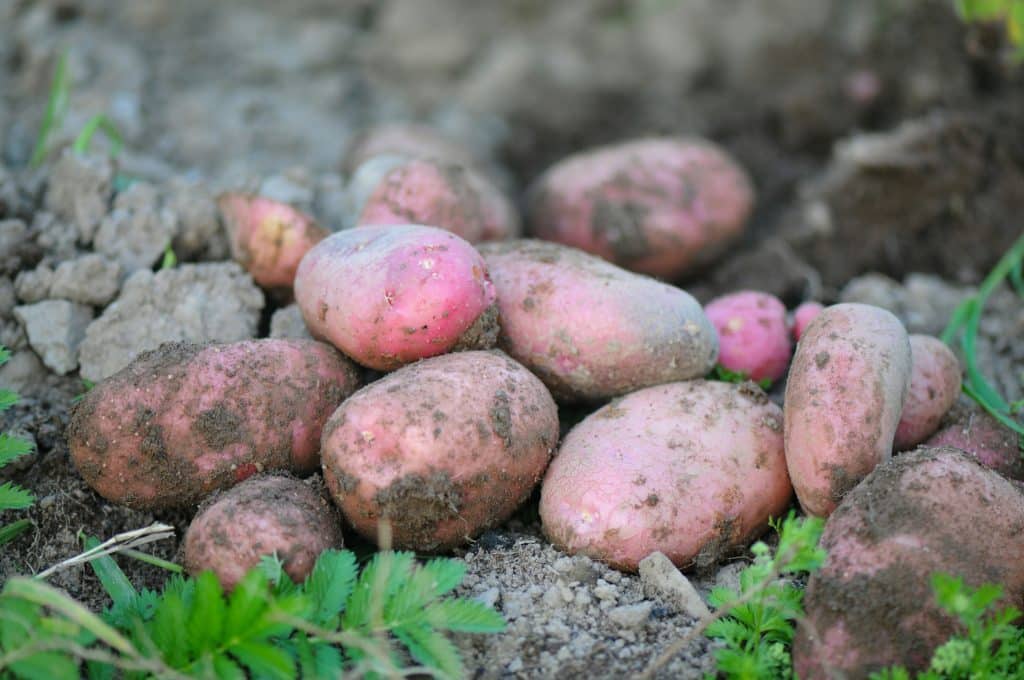 how to plant potatoes