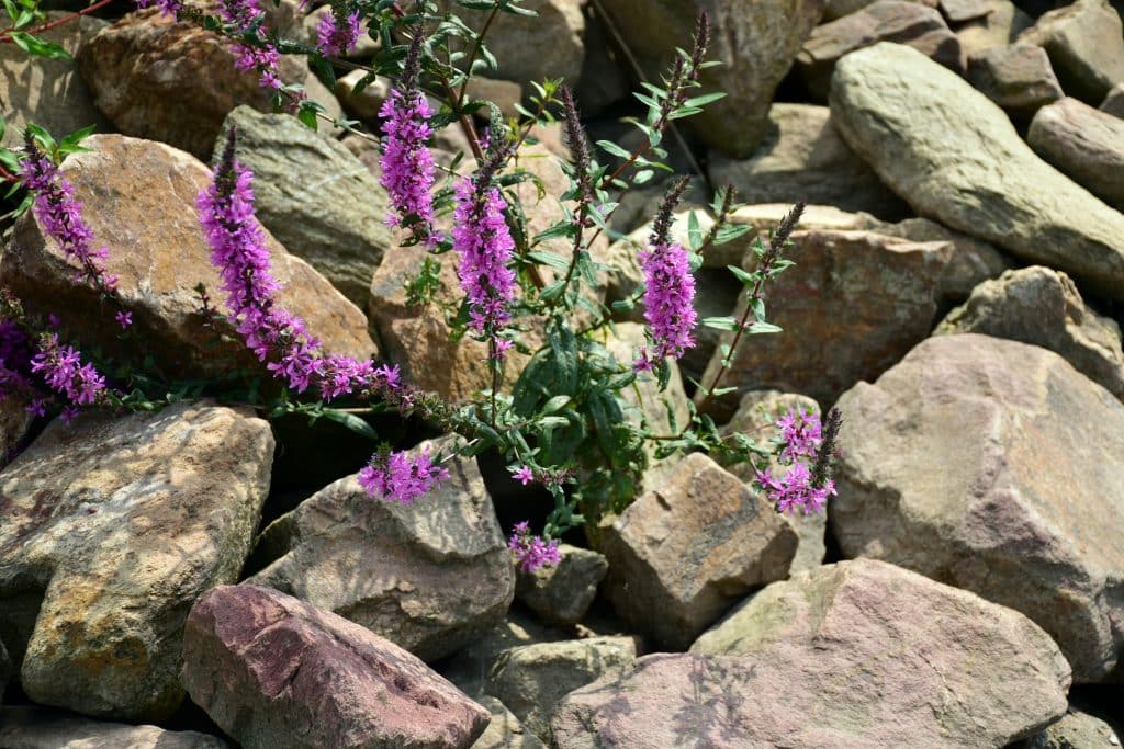 Large Landscaping Rocks