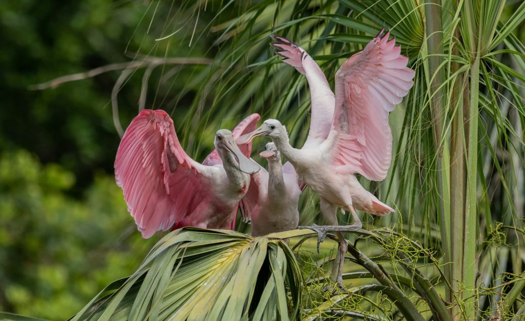 Bird of Paradise plant