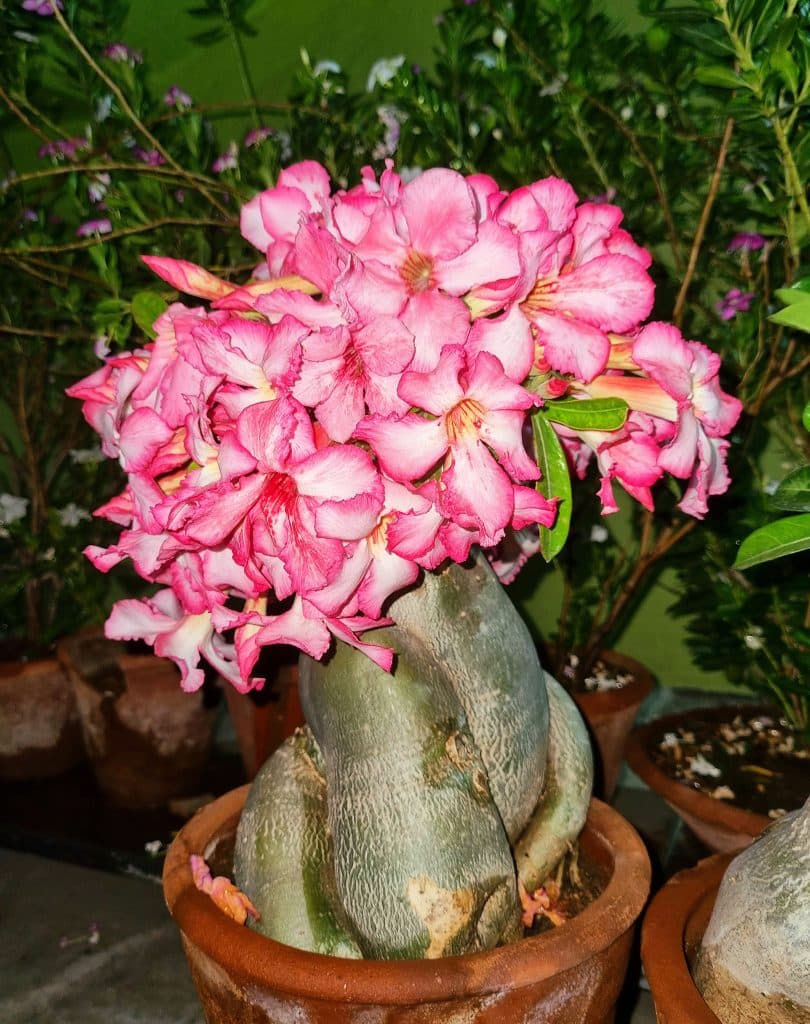 Desert Rose Plant